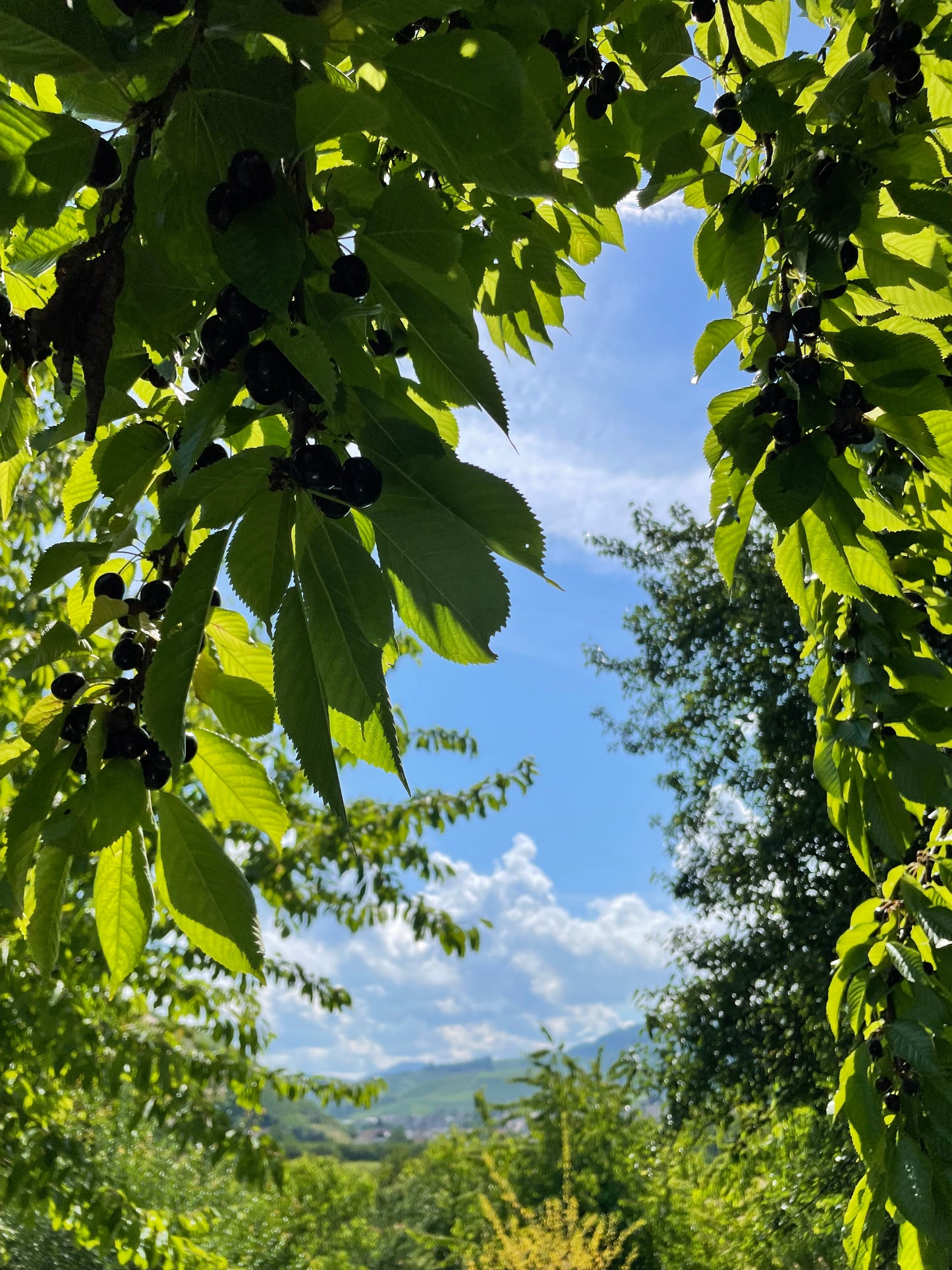 Kirschwasser
