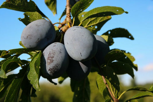 Schwarzwald, Durbach, Durbach Gebirg, Durbach-Gebirg, Obstbrand, Spirituosen, Liköre, Holzfass, Williams, Williams Gold, Obstler, Goldbrände, Schnaps, Gmeiner, Joachim Gmeiner, Gmeiner Joachim, Inka Gmeiner, Genussbrennerei Gmeiner, Gmeiner, Gebirg