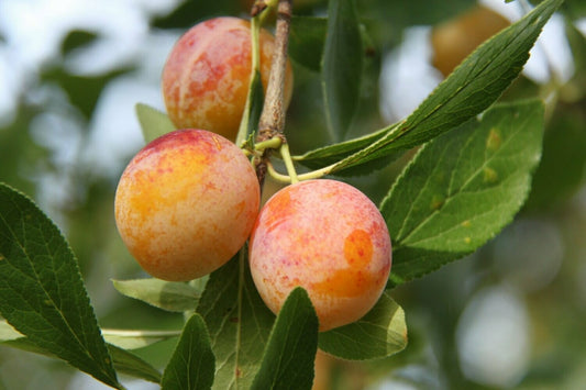 Schwarzwald, Durbach, Durbach Gebirg, Durbach-Gebirg, Obstbrand, Spirituosen, Liköre, Holzfass, Williams, Williams Gold, Obstler, Goldbrände, Schnaps, Gmeiner, Joachim Gmeiner, Gmeiner Joachim, Inka Gmeiner, Genussbrennerei Gmeiner, Gmeiner, Gebirg