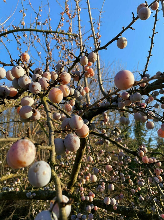 Schwarzwald, Durbach, Durbach Gebirg, Durbach-Gebirg, Obstbrand, Spirituosen, Liköre, Holzfass, Williams, Williams Gold, Obstler, Goldbrände, Schnaps, Gmeiner, Joachim Gmeiner, Gmeiner Joachim, Inka Gmeiner, Genussbrennerei Gmeiner, Gmeiner, Gebirg