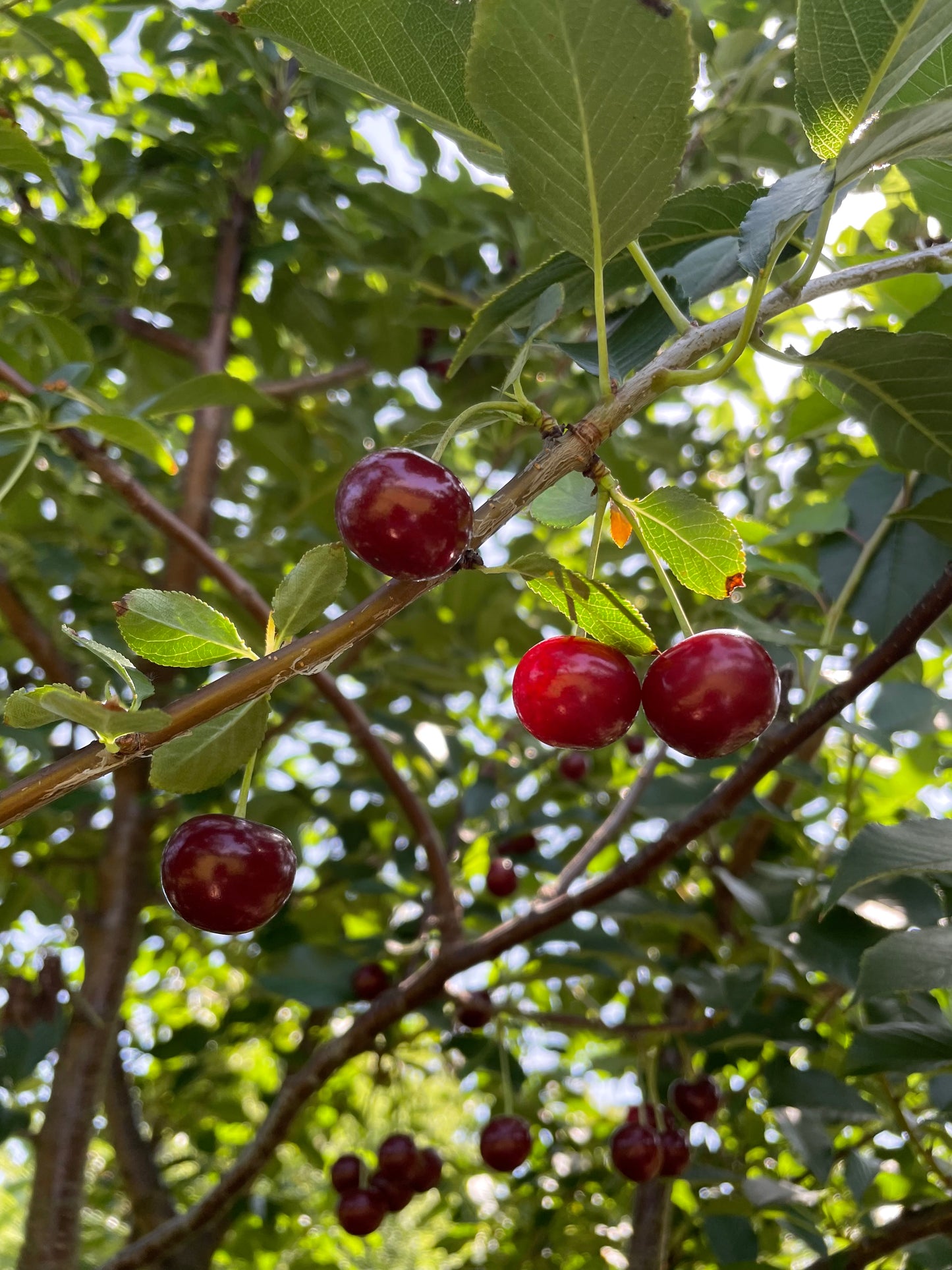 Schwarzwald, Durbach, Durbach Gebirg, Durbach-Gebirg, Obstbrand, Spirituosen, Liköre, Holzfass, Williams, Williams Gold, Obstler, Goldbrände, Schnaps, Gmeiner, Joachim Gmeiner, Gmeiner Joachim, Inka Gmeiner, Genussbrennerei Gmeiner, Gmeiner, Gebirg