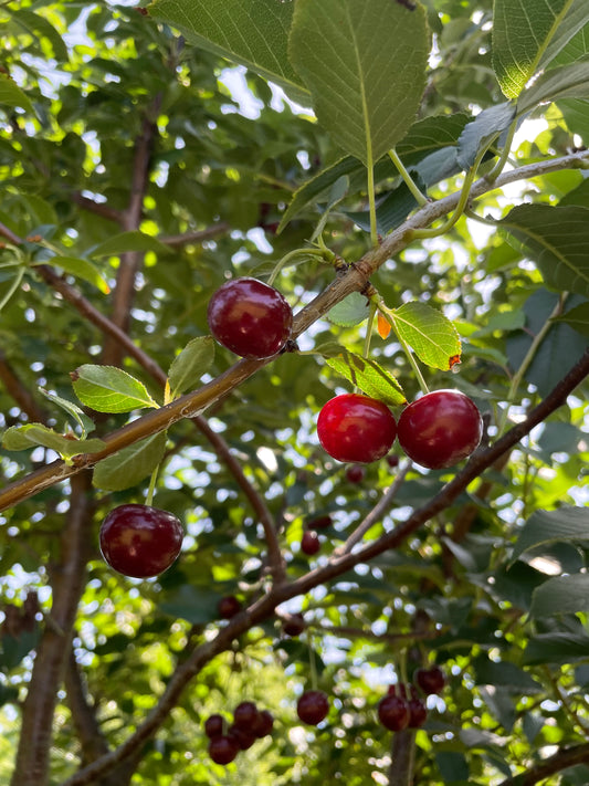 Schwarzwald, Durbach, Durbach Gebirg, Durbach-Gebirg, Obstbrand, Spirituosen, Liköre, Holzfass, Williams, Williams Gold, Obstler, Goldbrände, Schnaps, Gmeiner, Joachim Gmeiner, Gmeiner Joachim, Inka Gmeiner, Genussbrennerei Gmeiner, Gmeiner, Gebirg