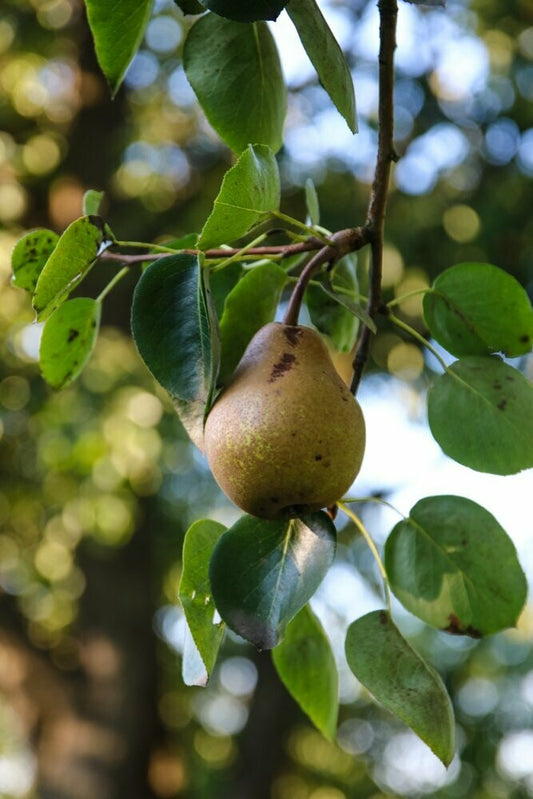 Schwarzwald, Durbach, Durbach Gebirg, Durbach-Gebirg, Obstbrand, Spirituosen, Liköre, Holzfass, Williams, Williams Gold, Obstler, Goldbrände, Schnaps, Gmeiner, Joachim Gmeiner, Gmeiner Joachim, Inka Gmeiner, Genussbrennerei Gmeiner, Gmeiner, Gebirg