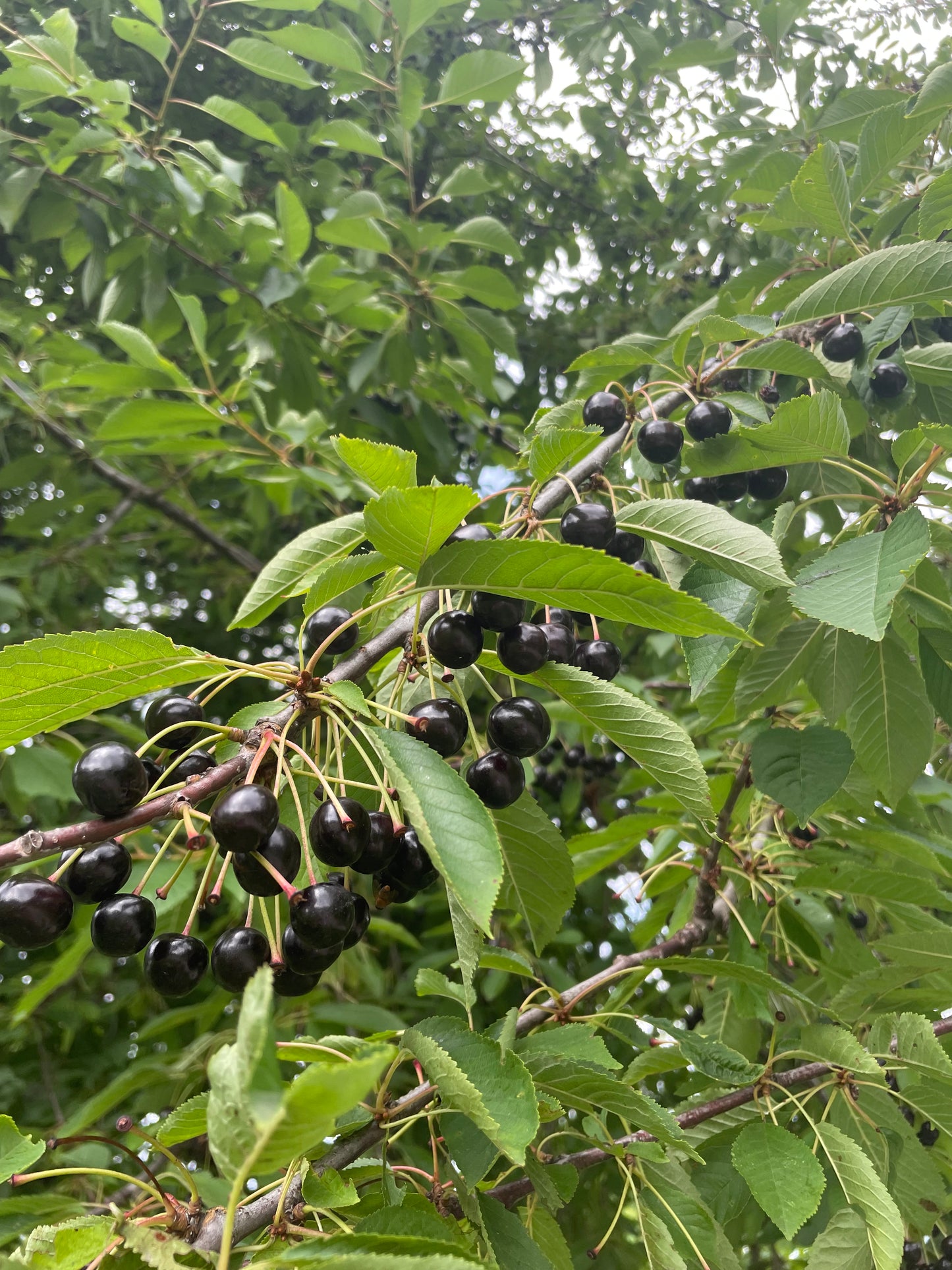 Wildkirschwasser