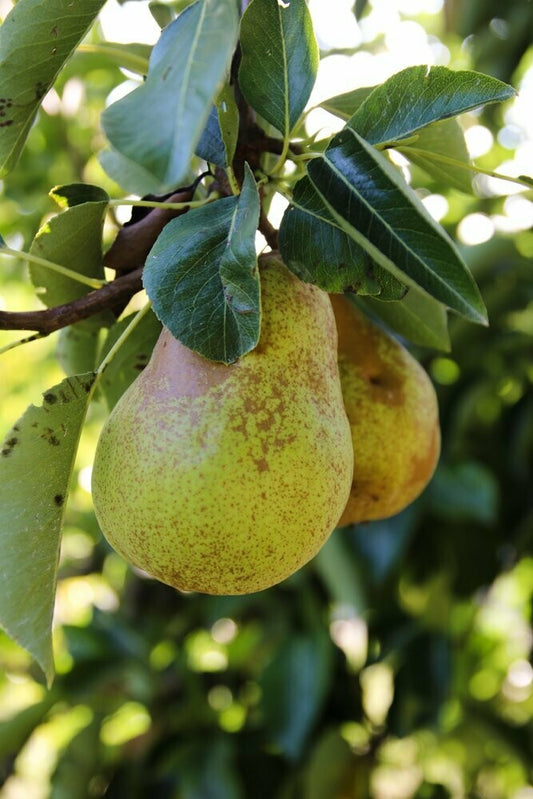 Schwarzwald, Durbach, Durbach Gebirg, Durbach-Gebirg, Obstbrand, Spirituosen, Liköre, Holzfass, Williams, Williams Gold, Obstler, Goldbrände, Schnaps, Gmeiner, Joachim Gmeiner, Gmeiner Joachim, Inka Gmeiner, Genussbrennerei Gmeiner, Gmeiner, Gebirg
