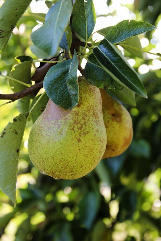 Schwarzwald, Durbach, Durbach Gebirg, Durbach-Gebirg, Obstbrand, Spirituosen, Liköre, Holzfass, Williams, Williams Gold, Obstler, Goldbrände, Schnaps, Gmeiner, Joachim Gmeiner, Gmeiner Joachim, Inka Gmeiner, Genussbrennerei Gmeiner, Gmeiner, Gebirg