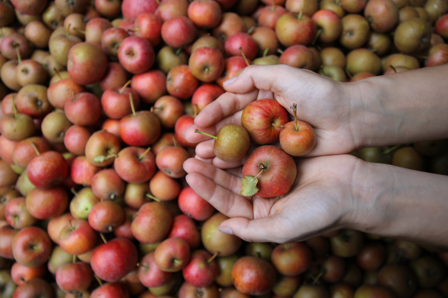 Schwarzwald, Durbach, Durbach Gebirg, Durbach-Gebirg, Obstbrand, Spirituosen, Liköre, Holzfass, Williams, Williams Gold, Obstler, Goldbrände, Schnaps, Gmeiner, Joachim Gmeiner, Gmeiner Joachim, Inka Gmeiner, Genussbrennerei Gmeiner, Gmeiner, Gebirg