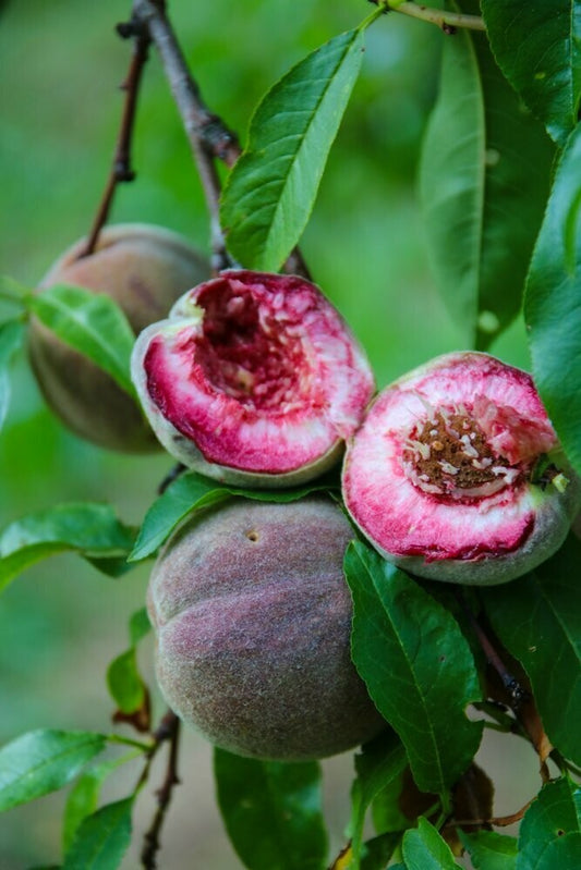 Schwarzwald, Durbach, Durbach Gebirg, Durbach-Gebirg, Obstbrand, Spirituosen, Liköre, Holzfass, Williams, Williams Gold, Obstler, Goldbrände, Schnaps, Gmeiner, Joachim Gmeiner, Gmeiner Joachim, Inka Gmeiner, Genussbrennerei Gmeiner, Gmeiner, Gebirg