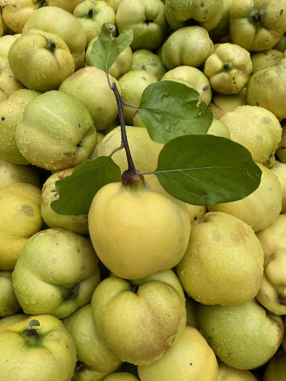 Quittenbrand