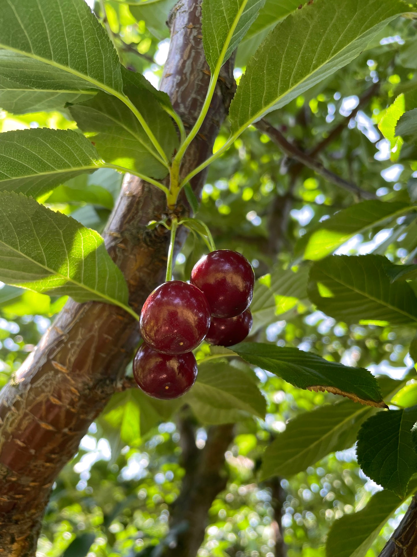 Schwarzwald, Durbach, Durbach Gebirg, Durbach-Gebirg, Obstbrand, Spirituosen, Liköre, Holzfass, Williams, Williams Gold, Obstler, Goldbrände, Schnaps, Gmeiner, Joachim Gmeiner, Gmeiner Joachim, Inka Gmeiner, Genussbrennerei Gmeiner, Gmeiner, Gebirg