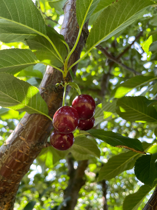 Schwarzwald, Durbach, Durbach Gebirg, Durbach-Gebirg, Obstbrand, Spirituosen, Liköre, Holzfass, Williams, Williams Gold, Obstler, Goldbrände, Schnaps, Gmeiner, Joachim Gmeiner, Gmeiner Joachim, Inka Gmeiner, Genussbrennerei Gmeiner, Gmeiner, Gebirg