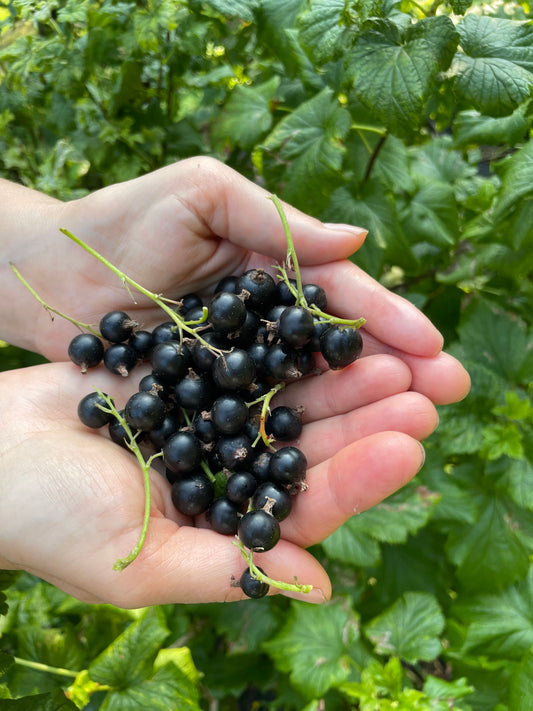 Schwarzer Johannisbeer-Likör